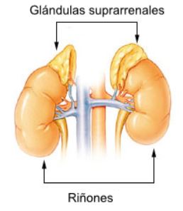 the adrenal glands